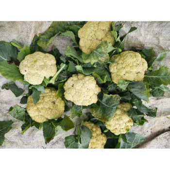 Cauliflower (44)-3695721-14515.webp